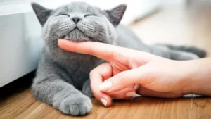 Почему кошки мурчат?