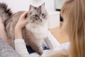 Почему кошки спят с человеком?