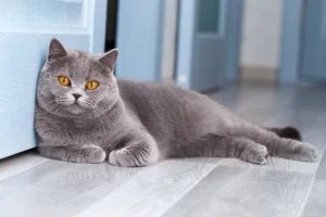 Окрас и особенности дымчатой кошки