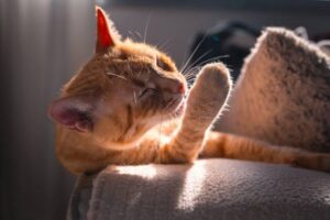 «Мильбемакс» для кошек: как работает препарат и чем он полезен