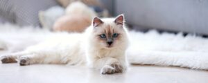 Почему кошки мурчат?