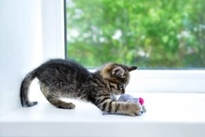 Гной в глазах у котёнка: возможные причины и способы лечения